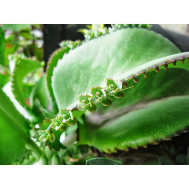 Tanaman daun cocor bebek obat herbal | Shopee Indonesia