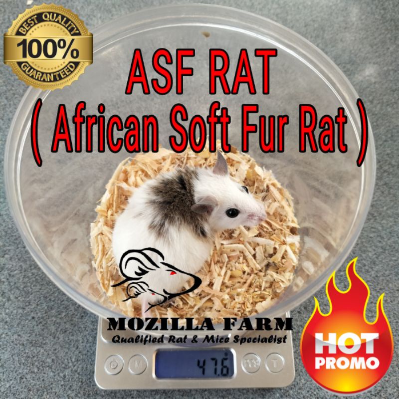 Jual Tikus Putih ASF Rat / African Soft Fur Rat Size Large ( 4150 Gr