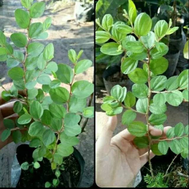 Pohon Bidara arab bidara arap Shopee Indonesia