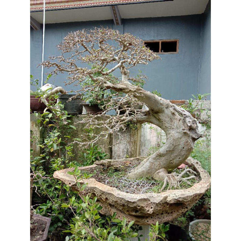 Jual Bonsai Serut Bonsai Streblus Asper Kontes Indonesia|Shopee Indonesia
