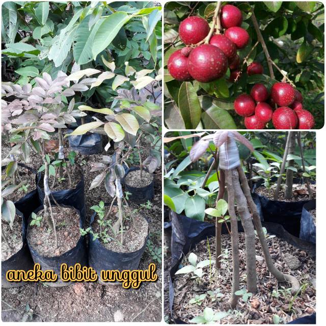 BIBIT BUAH KELENGKENG MERAH LUBY LONGAN KAKI 4 EMPAT SUPER Shopee