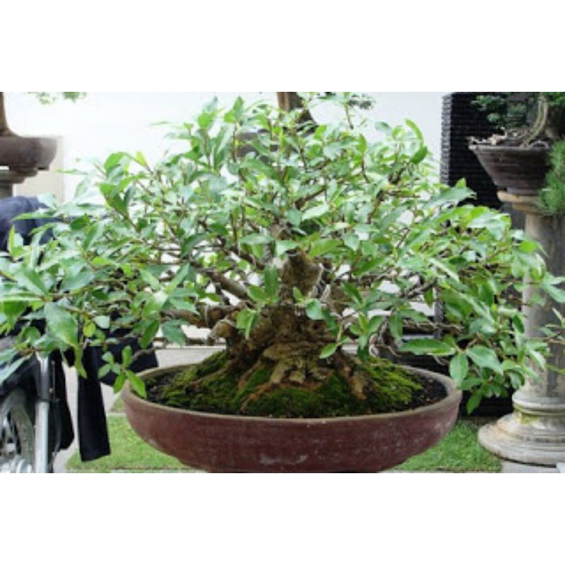 Jual Bibit Benih Biji.bahan Bonsai Pohon Loa Ficus Racemosa.  Indonesia|Shopee Indonesia