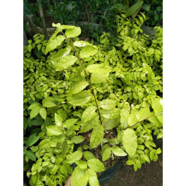 Jual Bibit Tanaman Bonsai Anting Putri - Tanaman Anting Putri Daun Kuning  Indonesia|Shopee Indonesia