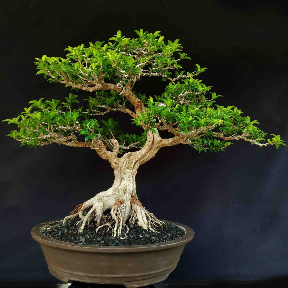Bonsai Beringin Kimeng