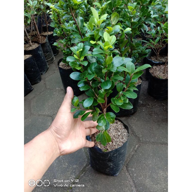 Jual Bibit Bonsai Beringin Kompakta Indonesia|Shopee Indonesia