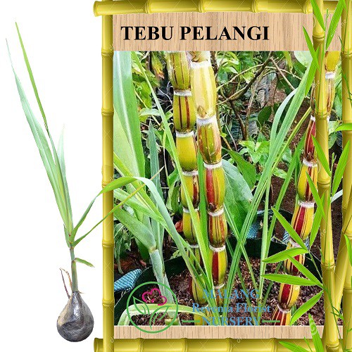 Gambar Akar Tanaman Tebu