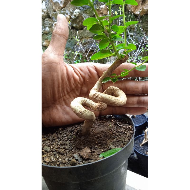 Jual Sancang Meliuk Indonesia|Shopee Indonesia