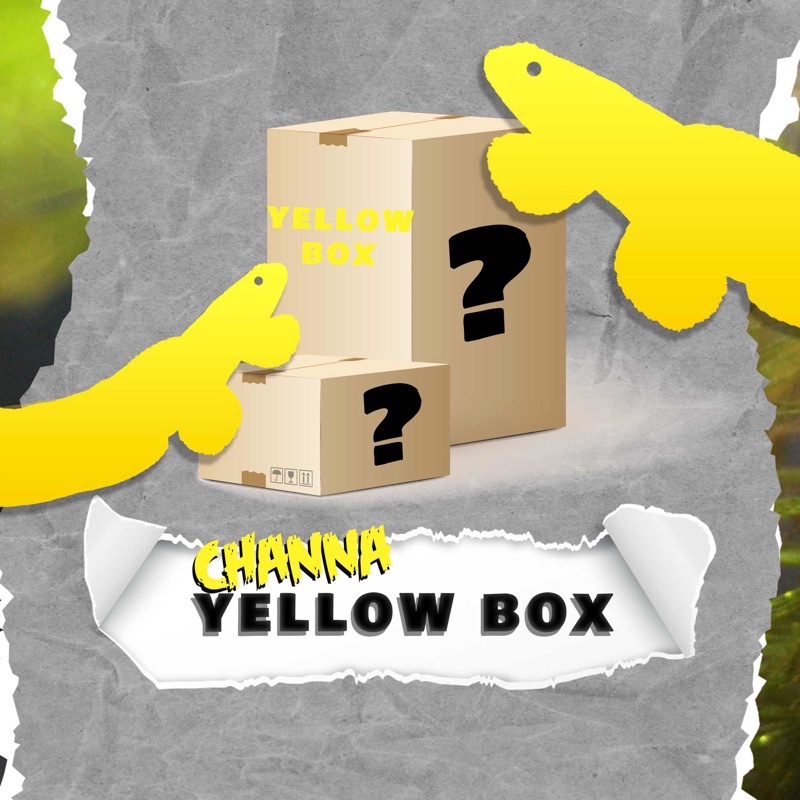 Jual Special Yellow Mystery Box ( Banyak Iwak Sultan ) Shopee Indonesia