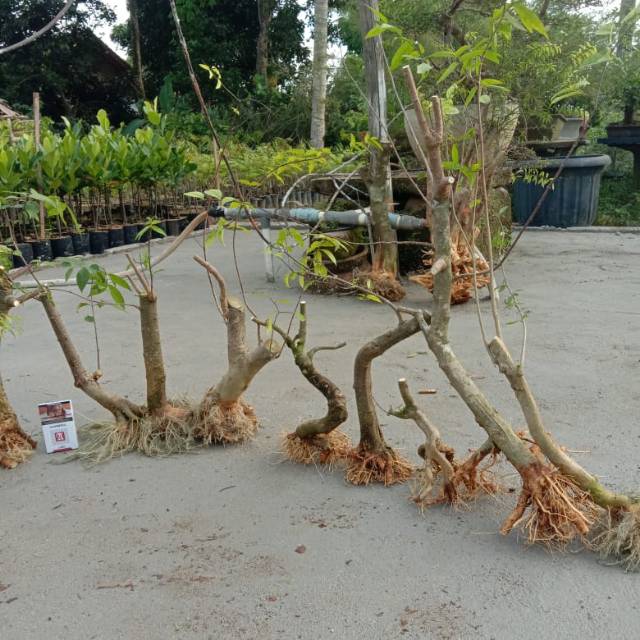 Jual Bahan Bonsai Anting Putri Indonesia|Shopee Indonesia