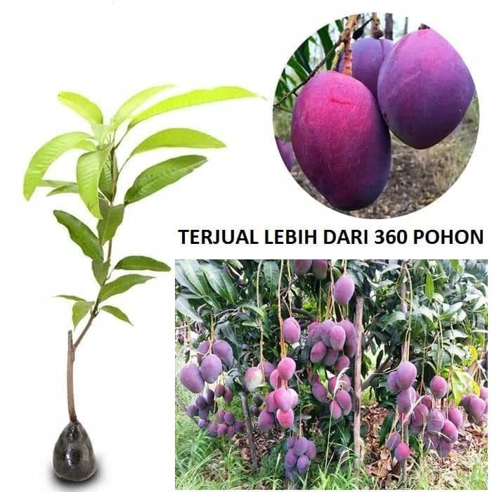 Bibit Mangga Irwin Mangga Erwin Mangga Ungu Pohon Mangga Irwin Ungu