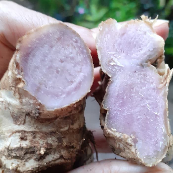 bangle hitam/panglay/panglai segar 250 gram | Shopee Indonesia