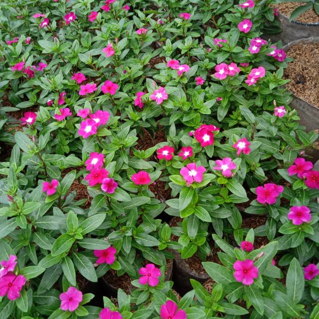 2401 likes · 17 talking about this. Taman Bunga Vinca - Bunga vinca atau sering disebut tapak ...