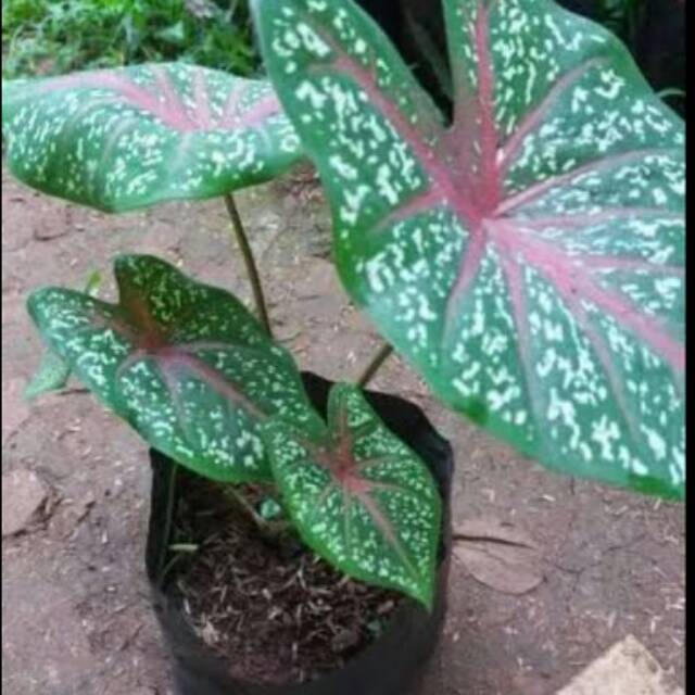 TANAMAN HIAS KELADI MERAH Shopee Indonesia