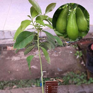 Alpukat Hijau Panjang | Shopee Indonesia