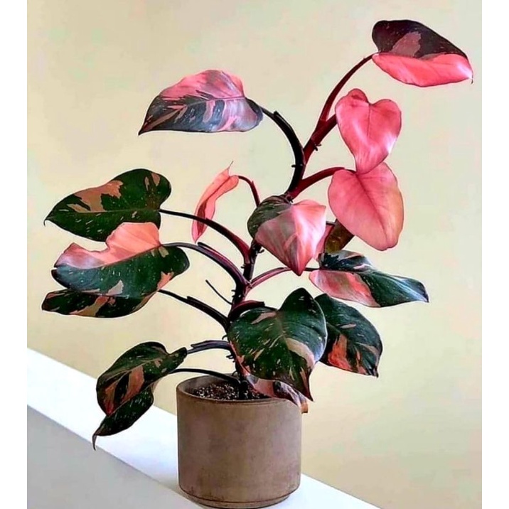 Jual Philodendron Pink Congo Princess Tanaman Hias Anakan Pink Congo