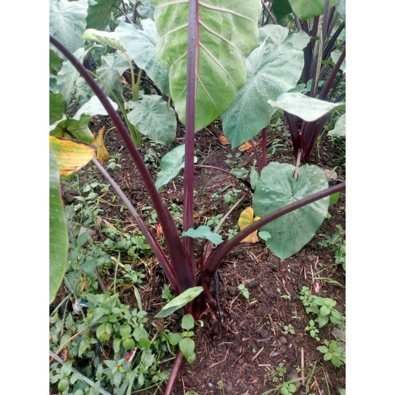 Jual bibit talas bogor paloma/talas ungu/talas jepang/tqlas merah.buah