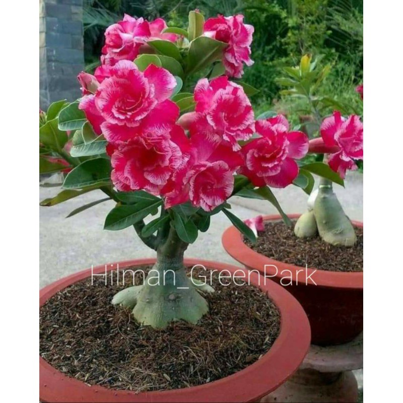 Jual adenium bonggol besar Indonesia|Shopee Indonesia