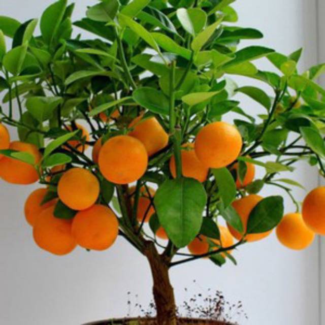 Biji Benih Bibit Jeruk Mandarin (Mandarin Orange Seeds) Shopee Indonesia