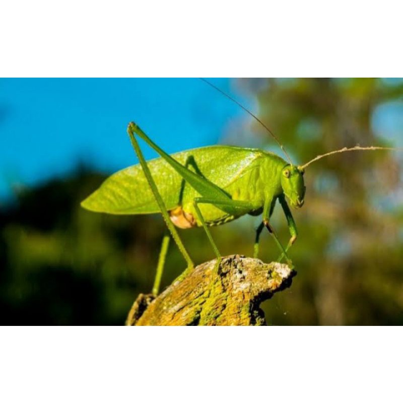 Belalang Daun (Hidup) | Shopee Indonesia