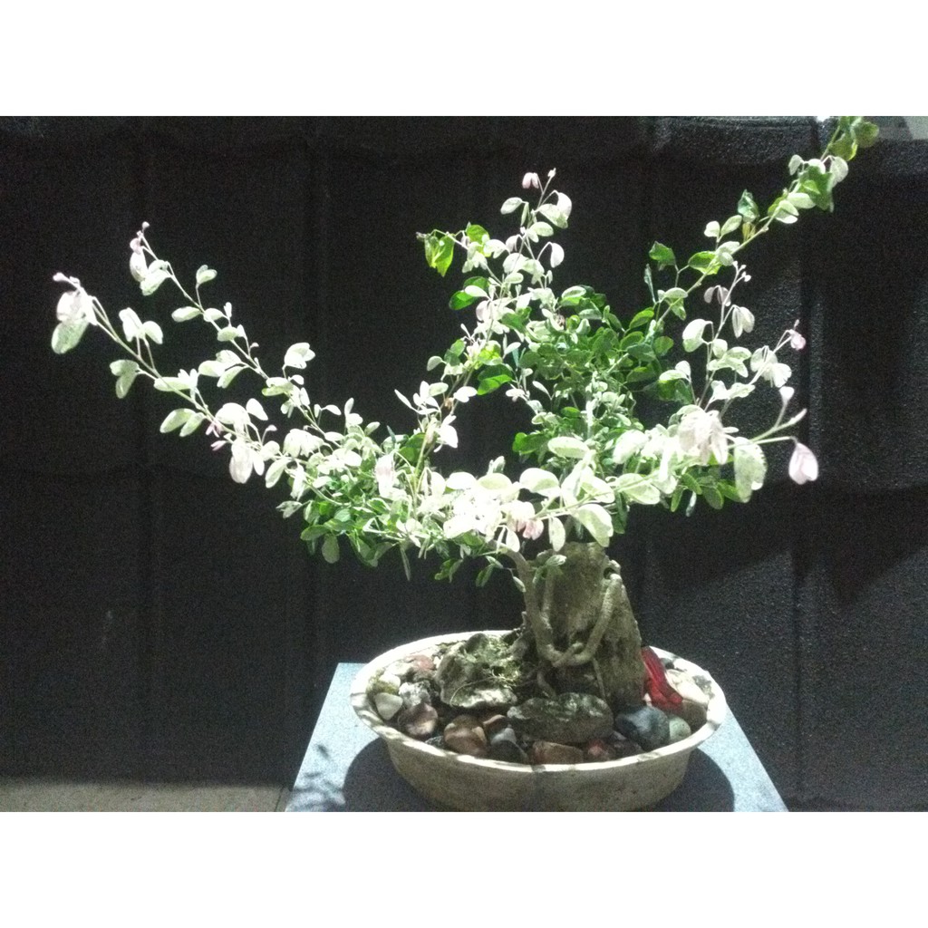 Jual Bonsai Asem Londo On The Rock 001 (Terjual) Indonesia|Shopee Indonesia