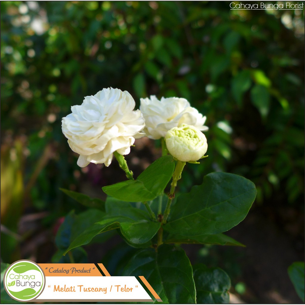 Jual Tanaman Melati Telor - Bunga Melati Telor Berbunga Indonesia|Shopee  Indonesia
