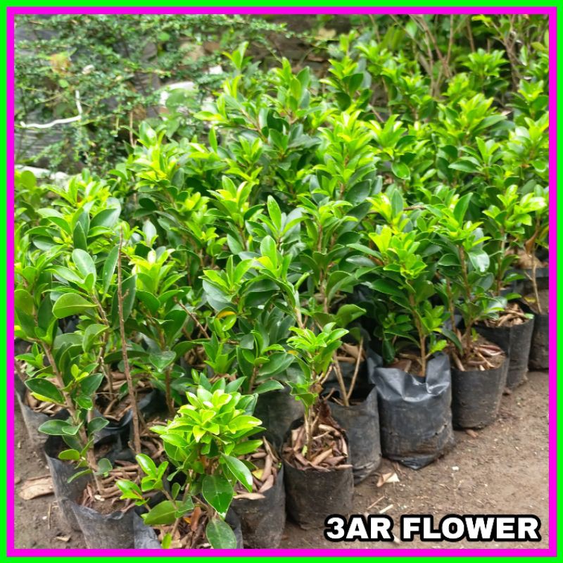 BIBIT BONSAI FICUS ELEGAN/BIBIT BERINGIN ELEGAN Shopee Indonesia