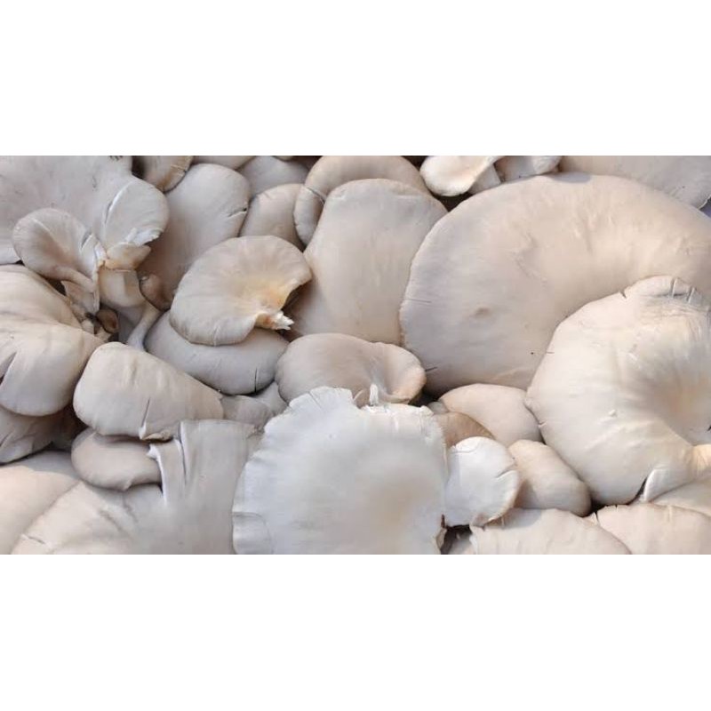 Jual jamur tiram 250gr Shopee Indonesia