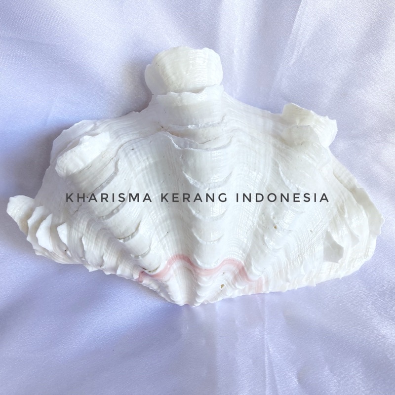 Jual SOUTH CHINA SEA CLAM SHELL B KERANG KIMA KERANG LAUT KIMA KERANG