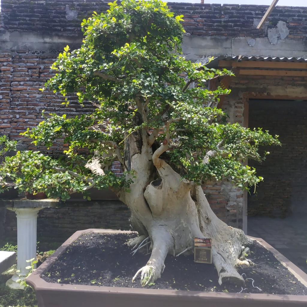 Jual Bonsai Serut Pendek Dn10T50 Style Shakan Slanting Miring Indonesia|Shopee  Indonesia