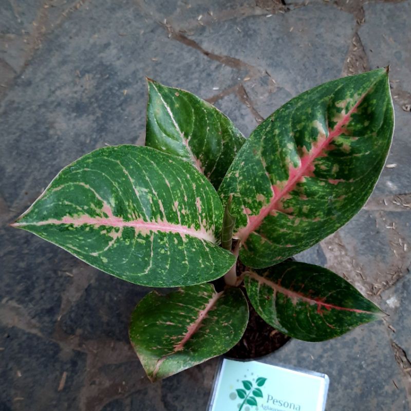 Aglaonema Harlequin murah/Aglonema tanaman hias Shopee Indonesia