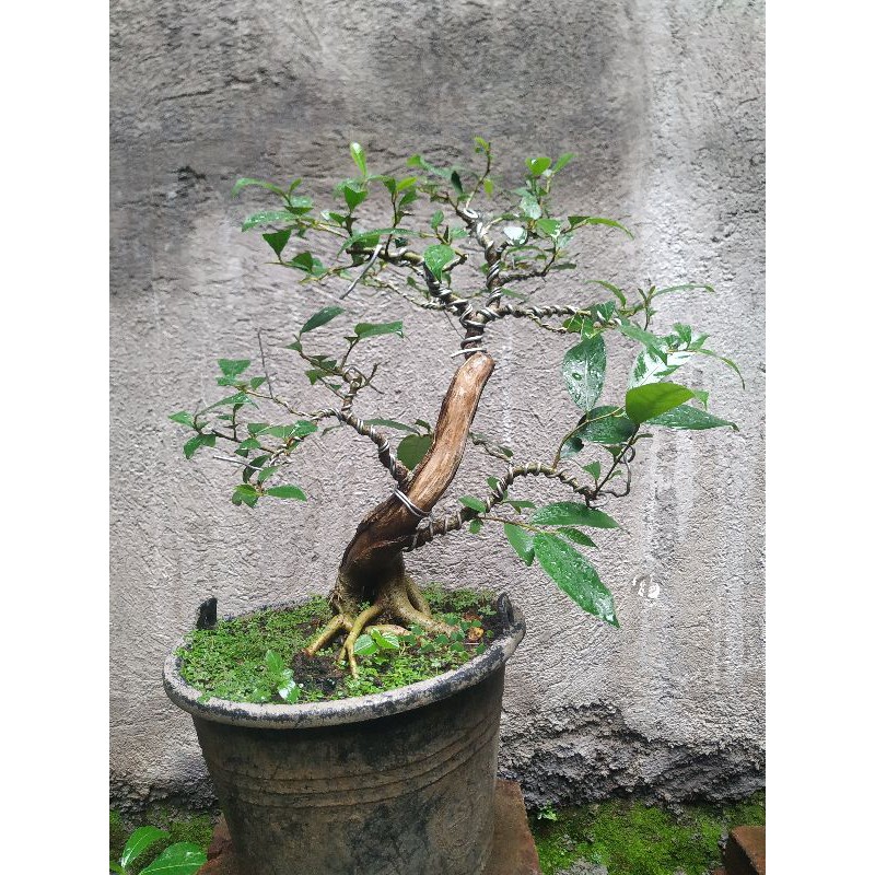 Jual Bonsai Ampelas Putih Indonesia|Shopee Indonesia