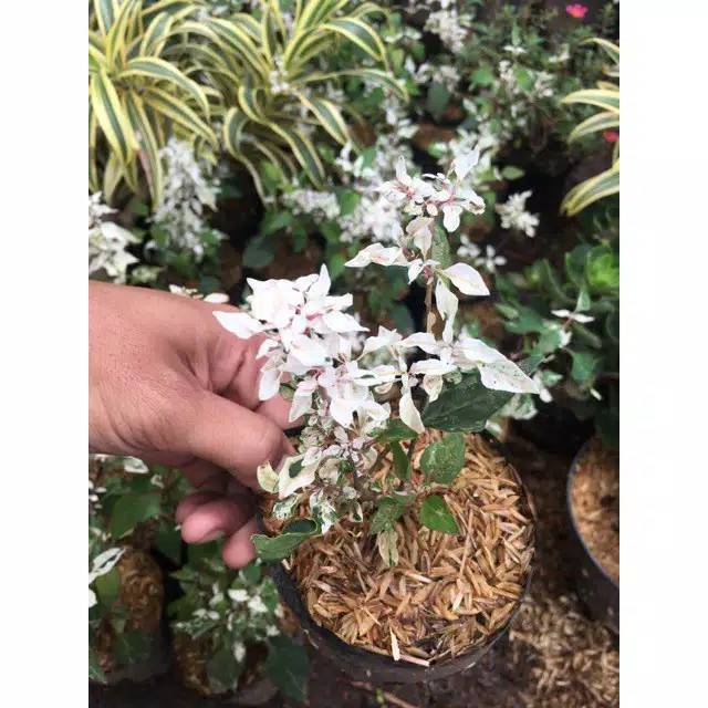 Jual Bibit Bahan Bonsai. Bibit Anting Putri Salju Bahan Bonsai  Indonesia|Shopee Indonesia