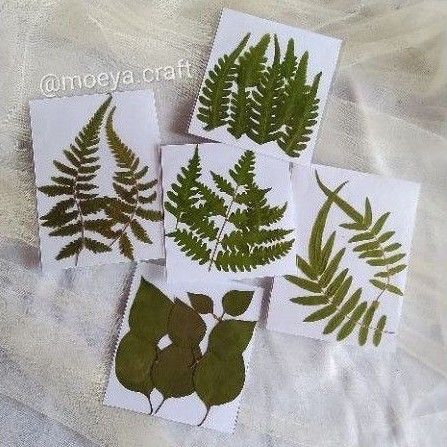 DIY Kerajinan Daun Kering | Raw Pressed flower leaves | Dried leaves  pressed | Shopee Indonesia