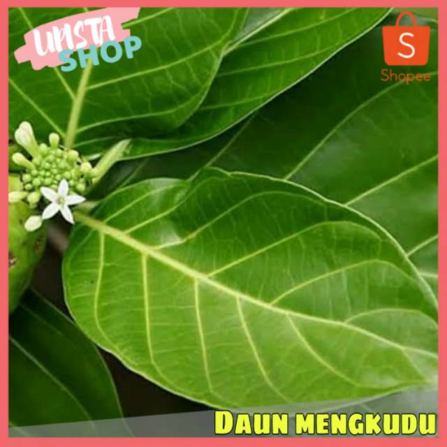 Tempat Jual Daun Mengkudu