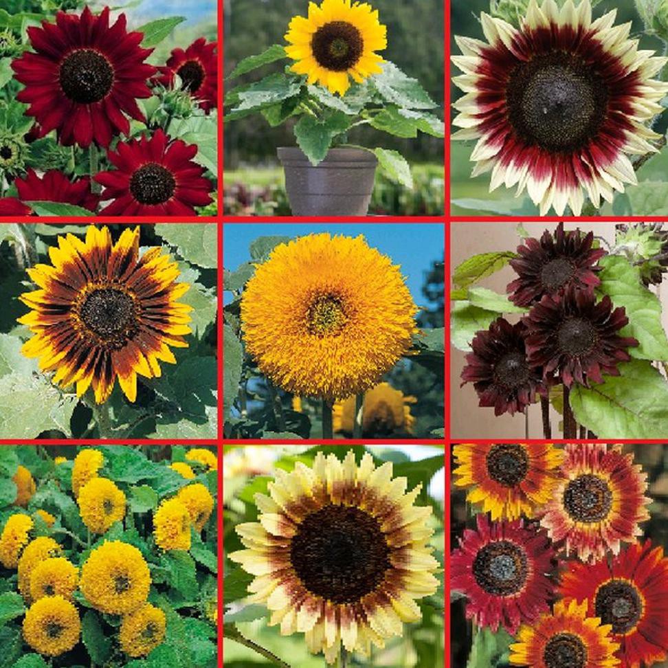 37+ Gambar Bunga Matahari Kolase yang Lagi Ngetrend Informasi Seputar
