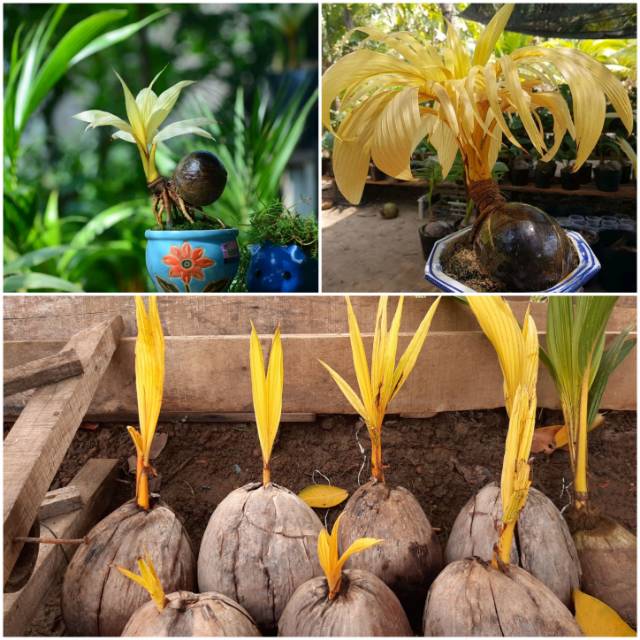 Jual Bahan Bonsai Kelapa Albino Golden (Asli) Unik Dan Langka  Indonesia|Shopee Indonesia