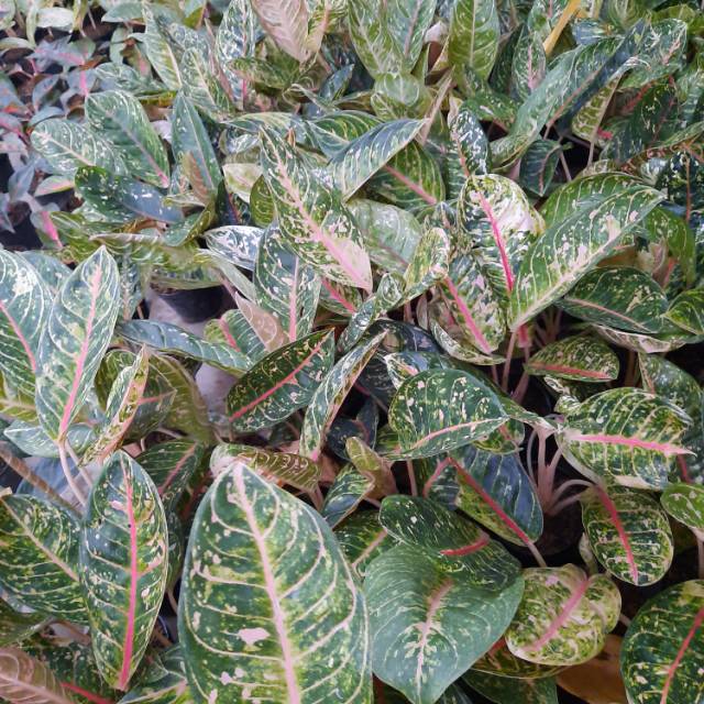 Tanaman hias aglaonema Dona carmen Shopee Indonesia