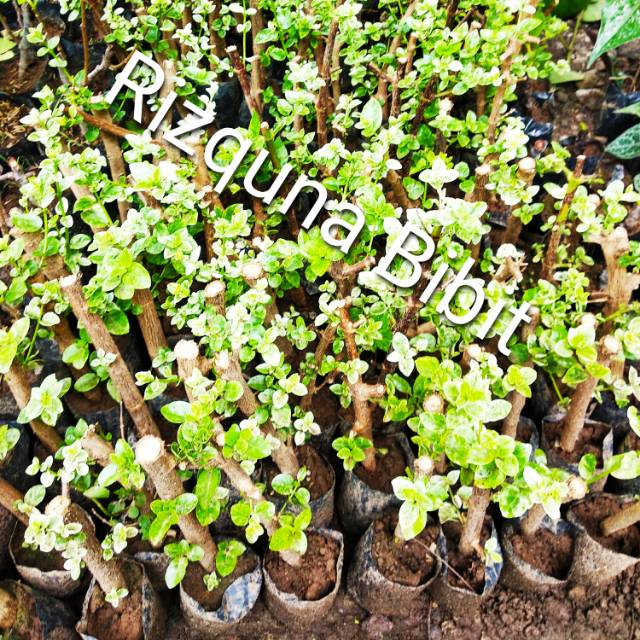 Bonsai Sancang Varigata Mini | Shopee Indonesia