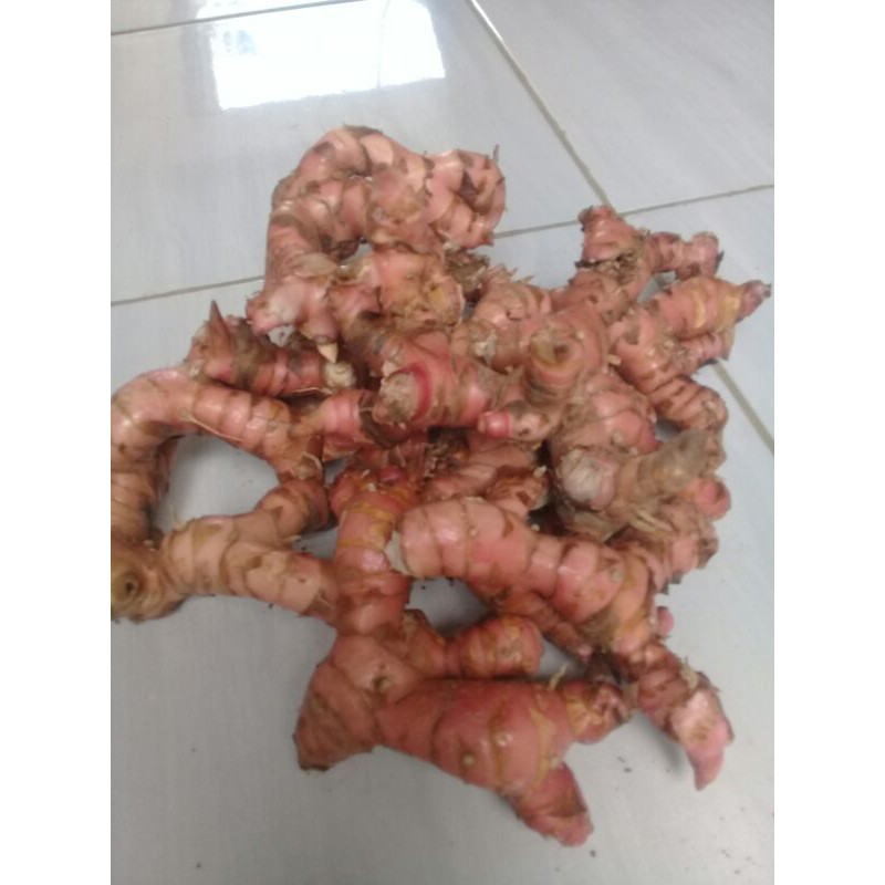 Jual lengkuas atau laja merah hutan asli 1kg Shopee Indonesia