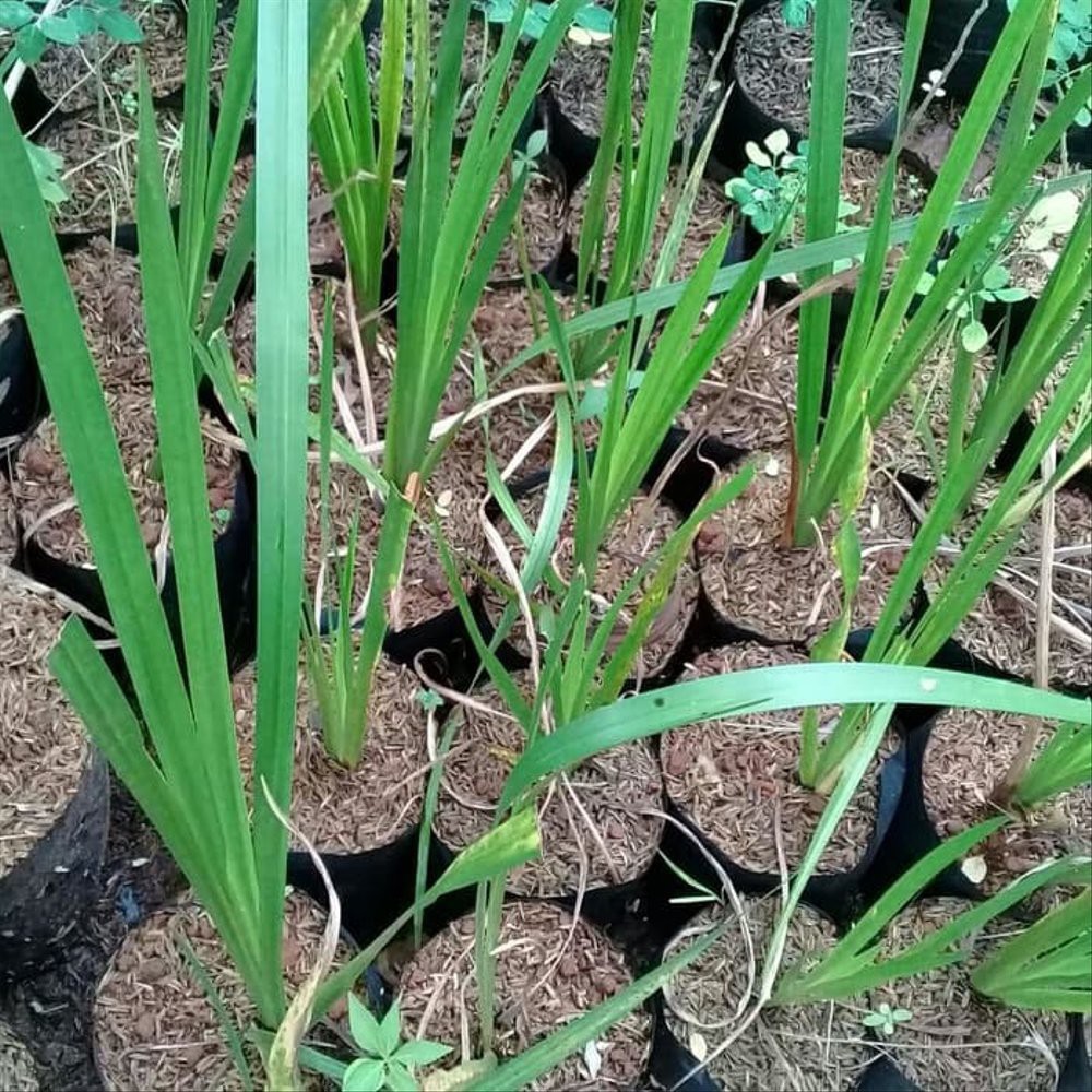 Jual Jaringao tanaman herbal dlingo. bibit herbal jaringao Murah | Shopee  Indonesia