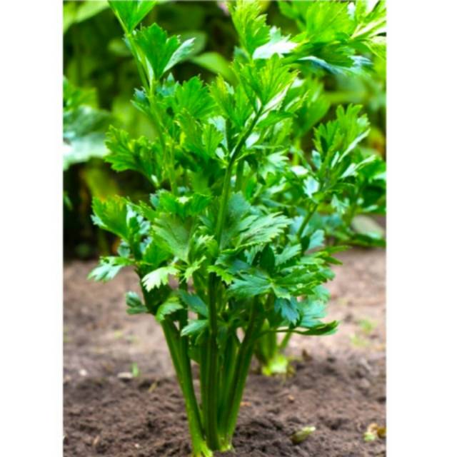 Tanaman seledri kondisi hidup | Shopee Indonesia
