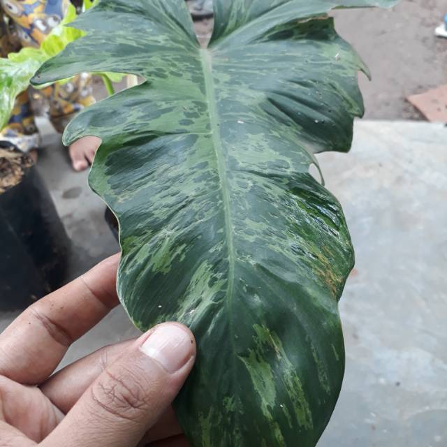 Tanaman Philodendron Dragon Varigata | Shopee Indonesia