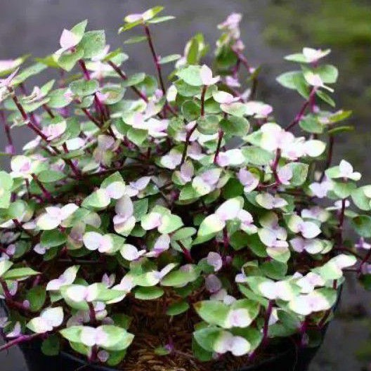 Tanaman Hias Kribo Variegata/Tanaman Hias Bunga Gantung Kribo Variegata |  Shopee Indonesia