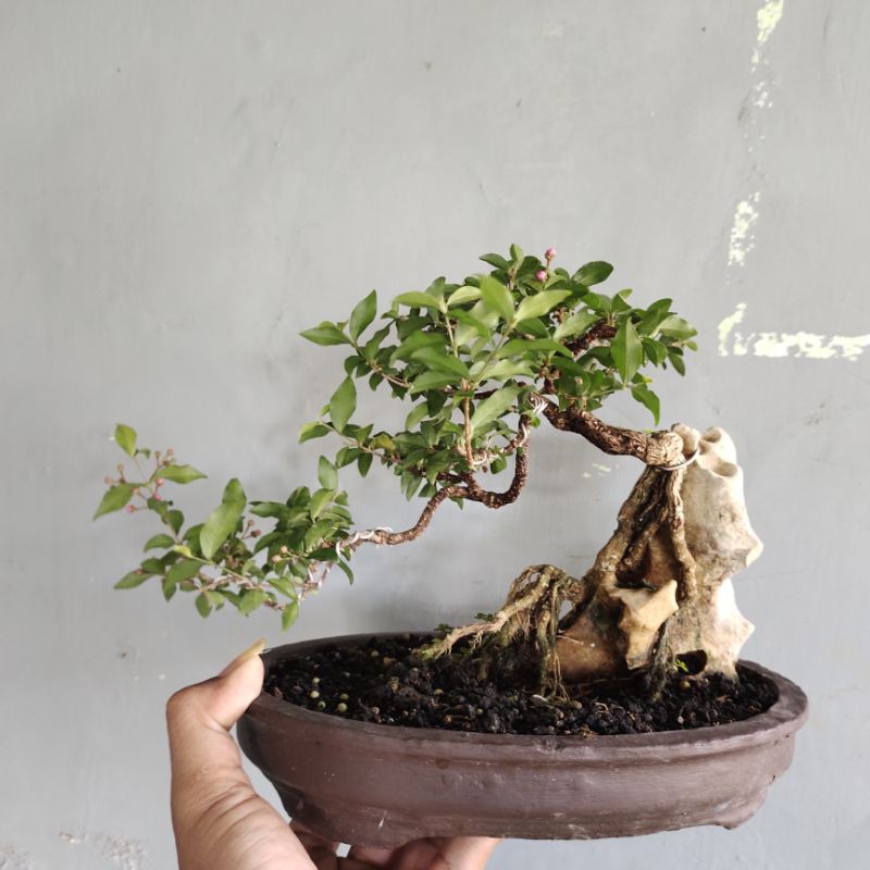 Jual Bonsai On The Rock Diatas Batu Bunga Sakura Mikro Mame Small  Indonesia|Shopee Indonesia