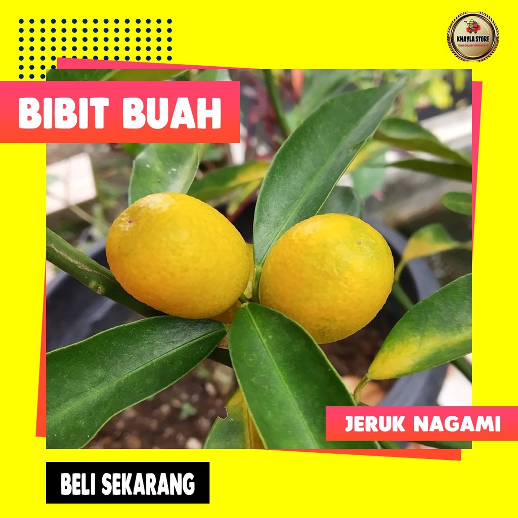 BIBIT BUAH JERUK NAGAMI DENGAN KUALITAS TERBAIK Shopee Indonesia
