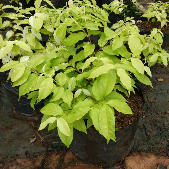 Jual Bibit Tanaman Anting Putri - Tanaman Anting Putri Daun Kuning  Indonesia|Shopee Indonesia