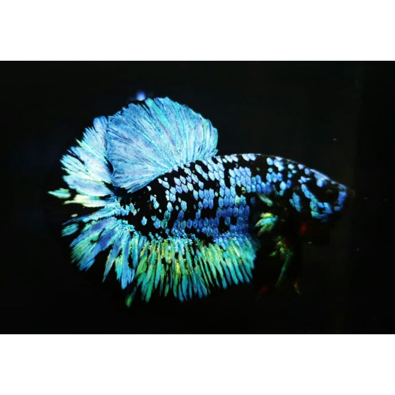 Harga Cupang Bbl Avatar Betta Fish