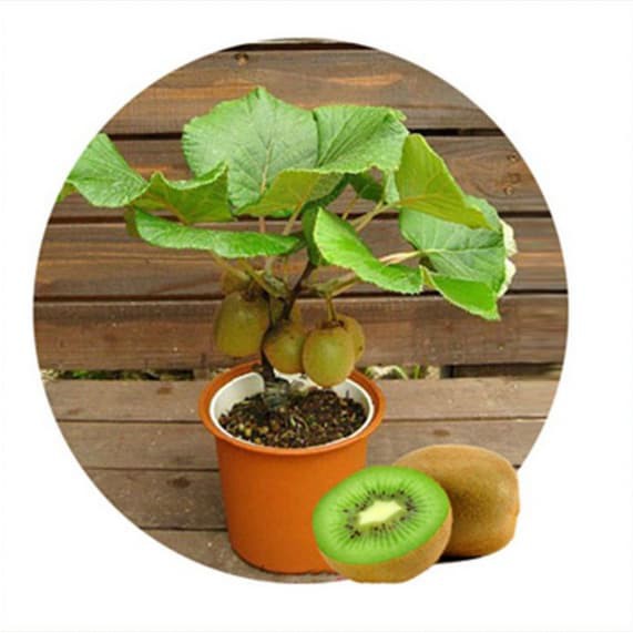 biji/benih/bibit buah bonsai kiwi /20 biji Shopee Indonesia