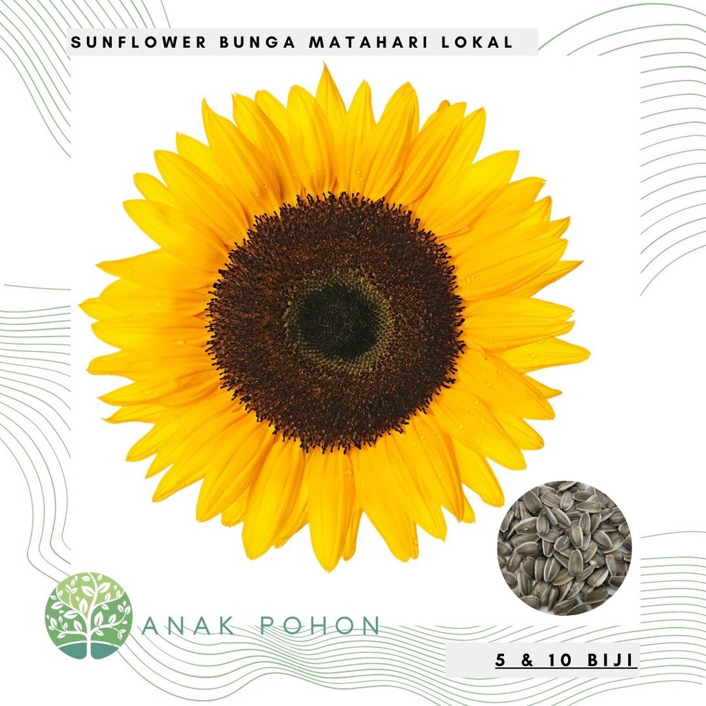 Benih Bibit Biji Sunflower / Bunga Matahari Hitam Lokal