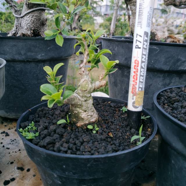 Jual Bonsai Mame Beringin Elegan Indonesia|Shopee Indonesia